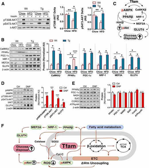 Figure 6. TFAM protects muscle against HFD-induced IR via AMPK and PPARβ. A: TFAM protected mice against HFD-induced impairment of pAKT (n = 6/group). B: Proteins were measured in quadriceps muscle (n = 6/group). C: TFAM preserved GLUT4 expression under HFD conditions by increasing its upstream regulators. D and E: Myotubes were incubated in either DNP or DMSO (Ctrl), and proteins involved in glucose transport and ETC complexes were measured. F: Mechanistic view of TFAM in preventing HFD-induced skeletal muscle IR. All values were shown as the mean ± SEM. Statistical tests were performed either with Student t test or two-way ANOVA with Tukey correction wherever appropriate. *P < 0.05, **P < 0.01, ****P < 0.0001. AU, arbitrary units.