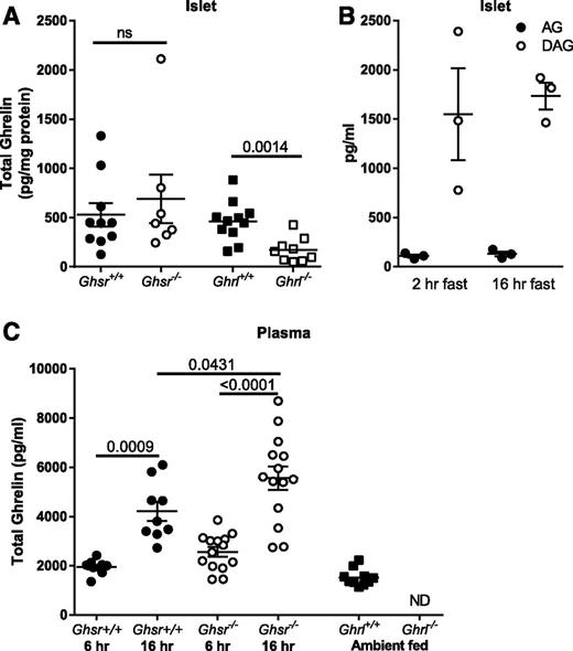 Figure 1. Ghrelin concentrations in islets and plasma for Ghsr−/− and Ghrl−/− mice. A: Total islet ghrelin content did not differ between Ghsr+/+ and Ghsr−/− and was significantly greater in Ghrl+/+ mice compared with Ghrl−/−. Upon 1:1 dilution, most Ghrl−/− islet ghrelin levels were undetectable or below the range of detection. B: Islet desacyl ghrelin (DAG) was greater than acyl ghrelin (AG) after 2-h and 16-h fasts in a subset of mice (n = 3 per group). C: Total ghrelin in plasma increased between 6-h and 16-h fasts in Ghsr+/+ and Ghsr−/− male mice. Ghsr−/− had greater ghrelin after 16-h fast compared with Ghsr+/+, and no significant differences were detected between Ghsr−/− and Ghsr+/+ mice after 6-h fast. Circulating total ghrelin was present in Ghrl+/+ and undetectable in Ghrl−/− mice. All panels: mean ± SEM, with each symbol representing an individual animal. Unpaired t test (A); one-way ANOVA with Sidak post hoc test (C). P values are indicated between significant comparisons. hr, hour; ND, not detectable; ns, not significant.