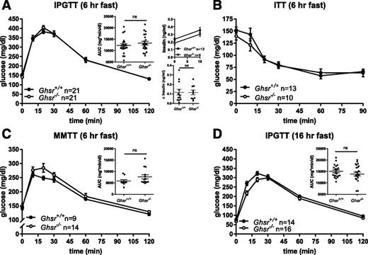 Figure 2. Glucose tolerance in Ghsr+/+ and Ghsr−/− male mice. A: IPGTT (1.5 g/kg body wt) following 6-h fast and glucose AUC, insulin concentrations at baseline (0 min) and 10 min, and change in insulin between 0 and 10 min. B: ITT (0.5 units/kg body wt). C: MMTT (200 μL; Ensure) and glucose AUC. D: IPGTT (1.5 g/kg body wt) following 16-h fast and glucose AUC. Glucose concentrations are shown as mean ± SEM, and glucose AUCs are shown as mean ± SEM with each symbol representing an individual animal. Unpaired t test for all comparisons. hr, hour; ns, not significant.