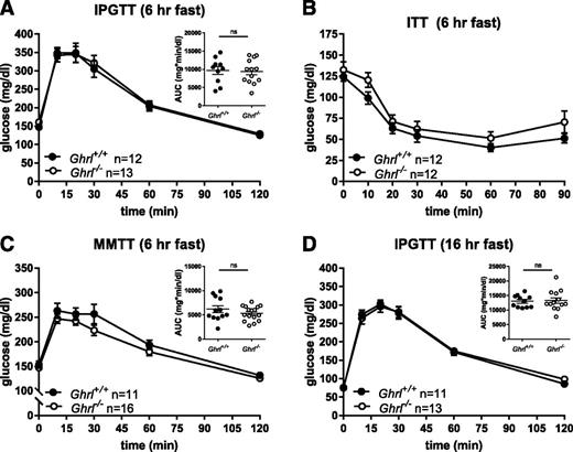 Figure 3. Glucose tolerance in Ghrl+/+ and Ghrl−/− male mice. A: IPGTT (1.5 g/kg body wt) following 6-h fast and glucose AUC. B: ITT (0.5 units/kg body wt). C: MMTT (200 μL; Ensure) and glucose AUC. D: IPGTT (1.5 g/kg body wt) following 16-h fast and glucose AUC. Glucose concentrations are shown as mean ± SEM, and glucose AUCs are shown as mean ± SEM with each symbol representing an individual animal. A and D: Unpaired t test for all comparisons. C: Welch test. hr, hour; ns, not significant.