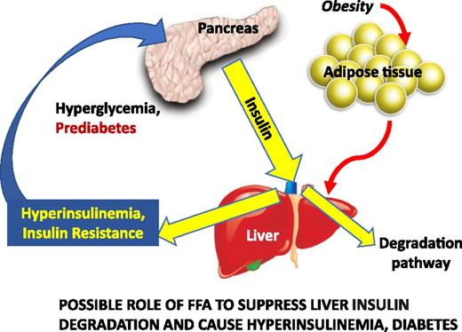 Figure 5. In some patients at risk for type 2 diabetes, liver insulin degradation has been shown to be suppressed (e.g., in AAs). Thus, a larger fraction of the secreted insulin reaches the systemic circulation. Hyperinsulinemia may then result in insulin resistance at muscle, stressing the β-cells, and at adipose tissue, resulting in lipolysis and inappropriately increased endogenous glucose production. Adapted with permission from Bergman et al. (48).