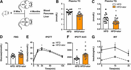 Figure 1. Metabolic phenotypes of mice treated with ator for 4 months. A: Schematic of the mouse experimental plan. B: Plasma TC levels (n = 12–13). C: Plasma TG levels (n = 13–14). D: Fasting plasma glucose levels (n = 12–13). E: Intraperitoneal glucose tolerance test (IPGTT) at 23 weeks of age (n = 12–13). F: The bar graph represents the average area under the curve (n = 12–13). G: Insulin release test (IRT) in response to intraperitoneal glucose injection at 23 weeks of age (n = 5). Data are presented as the mean ± SEM. *P < 0.05, **P < 0.01; unpaired two-tailed Student t test. FBG, fasting blood glucose.