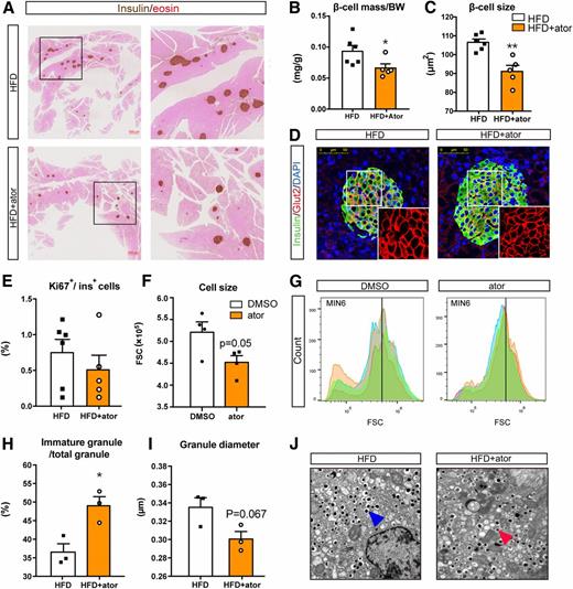 Figure 2. Ator affected pancreatic islet morphology. A: Representative immunohistochemistry images of pancreas sections stained with eosin (red) and insulin (brown) (n = 5). B: Total β-cell mass (n = 5, normalized to body weight [BW]). C: Quantification of β-cell size obtained from Glut2-immunolabeled pancreatic sections (n = 5–6, 500 cells per animal). D: Representative images of immunofluorescence staining for Glut2 (red) and insulin (green) in the HFD and HFD+ator groups. E: β-Cell proliferation rate calculated by Ki67-positive β-cells (n = 5–6). F: Quantification of MIN6 cell size using flow cytometry FSC (n = 4). G: Histogram of MIN6 cell FSC using flow cytometry (n = 4). H: Quantification of the percentage of mature and immature vesicles (n = 3) in β-cells from EM images. Quantification of vesicle diameter (I) and representative EM images (J) of pancreatic islets (n = 3). Blue arrow, mature granule; red arrow, immature granule. Data are presented as the mean ± SEM. *P < 0.05, **P < 0.01; unpaired two-tailed Student t test.