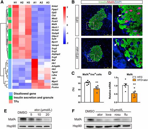 Figure 4. Ator impacted the expression of genes regulating β-cell function. A: Heat map of differentially expressed TFs, insulin secretion, and disallowed genes (n = 3). Color key = z score of normalized relative expression of genes in the row. B: Representative images of islets stained for insulin (green) and MafA (red). The white arrows indicate MafA-negative insulin-positive cells (n = 5–6). C: Percentage of MafA-positive insulin-positive cells in the islets of each group (n = 5–6). D: RT-PCR of MafA in islets (n = 6). E: Western blot of MafA in MIN6 cells under different conditions (n = 5). F: Western blot of MafA in MIN6 cells treated with ator, lovastatin (lova), rosuvastatin (rosu), and fluvastatin (flu) (n = 4–9). Data are presented as the mean ± SEM. **P < 0.01; unpaired two-tailed Student t test.
