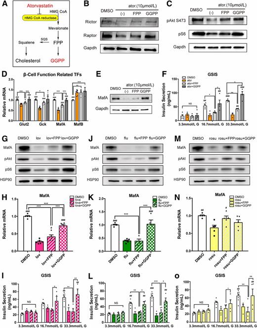 Figure 5. GGPP rescues the inhibitory effect of ator in β-cells. A: Schematic of the mevalonate pathway regulated by ator. B and C: Western blot analysis of raptor, rictor, pS6 S240/244, and pAkt S473 protein levels in MIN6 cells supplemented with FPP (10 μmol/L) or GGPP (10 μmol/L) after 24 h of ator (10 μmol/L) incubation (n = 3–9). D: RT-PCR analysis of Glut2, Gck, MafA, and MafB after 24 h of ator incubation in MIN6 cells supplemented with FPP or GGPP (n = 6–7). E: Western blot analysis of MafA in MIN6 cells supplemented with FPP or GGPP after 24 h of ator incubation (n = 5–9). F: GIIS of 3 × 105 MIN6 cells pretreated with ator or supplemented with FPP or GGPP. Culture conditions with 3.3 mmol/L, 16.7 mmol/L, and 33.3 mmol/L glucose (n = 4). The protein levels of MafA, pAkt S473, and pS6 S240/244 (n = 4) (G), mRNA levels of MafA (n = 5) (H), and GIIS (n = 4–8) (I) in MIN6 cells after lovastatin (10 μmol/L) incubation with FPP or GGPP supplementation. The protein levels of MafA, pAkt S473, and pS6 S240/244 (n = 4) (J), mRNA levels of MafA (n = 4–6) (K), and GIIS (n = 4–8) (L) in MIN6 cells after fluvastatin (10 μmol/L) incubation with FPP or GGPP supplementation. The protein levels of MafA, pAkt S473, and pS6 S240/244 (n = 4) (M), mRNA levels of MafA (n = 5) (N), and GIIS (n = 4–8) (O) in MIN6 cells after rosuvastatin (10 μmol/L) incubation with FPP or GGPP supplementation. Data are presented as the mean ± SEM. *P < 0.05, **P < 0.01, ***P < 0.001; #P < 0.05, ##P < 0.01, ###P < 0.001 vs. ator; unpaired two-tailed Student t test, one-way ANOVA for four groups. G, glucose; GSIS, glucose-stimulated insulin secretion; SQS, squalene synthase.