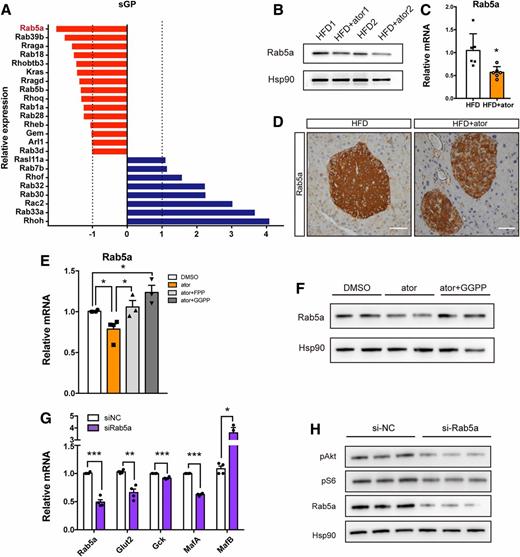 Figure 6. sGPs link the statin/GGPP regulation to mTOR signaling. A: Differential sGP expression between HFD and HFD+ator islets, identified by RNA-seq (n = 3). B: Western blot analysis of islet Rab5a (n = 4). C: Transcription level of Rab5a in islets (n = 6). D: Representative images of islets stained for Rab5a. Scale bars = 100 μm (n = 5–6). E: Real-time quantitative PCR analysis of Rab5a expression in MIN6 cells changed by ator treatment alone or with FPP and GGPP cotreatment (n = 3). F: Western blots of Rab5a protein levels in MIN6 cells changed by ator treatment alone or with GGPP cotreatment (n = 5). G: Expression of Rab5a, Glut2, Gck, MafA, and MafB after Rab5a knockdown in MIN6 cells (n = 4). H: Western blotting of pAkt, pS6, and Rab5a after Rab5a knockdown in MIN6 cells (n = 4). Data are presented as the mean ± SEM. *P < 0.05, **P < 0.01, ***P < 0.001; unpaired two-tailed Student t test, one-way ANOVA for four groups.
