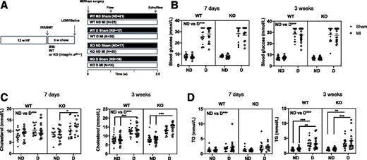 Figure 1. Experimental MI does not affect diabetic hyperglycemia or dyslipidemia. A: Schematic of the study plan. Female Ldlr−/−;GpTg mice were fed a high-fat (HF) diet with 1.25% cholesterol for 12 weeks (w) to initiate lesion formation, switched to chow (to allow for successful bone marrow [BM] reconstitution), and lethally irradiated and transplanted with either WT or LysM-mediated KO bone marrow and allowed to recover for 5 weeks before injection with LCMV to induce diabetes (D) or saline (nondiabetic [ND]). Two weeks post–LCMV injection, mice were subjected to permanent ligation of the left anterior descending coronary artery (experimental MI) or a sham surgery and maintained for an additional 3.5 weeks. Mice were maintained on a low-fat semipurified diet from the onset of diabetes. B: Blood glucose at day 7 and at 3 weeks. C: Plasma cholesterol on day 7 and at 3 weeks. D: Plasma triglycerides (TG) at day 7 and at 3 weeks. N = 15–23. *P < 0.05, **P < 0.01, ***P < 0.001, three-way ANOVA (WT vs. KO, nondiabetic vs. diabetic, sham vs. MI as the parameters, or the interaction between these) followed by Sidak multiple comparisons tests comparing groups that differ by one parameter (as indicated by lines with asterisks). The differences between nondiabetic and diabetic mice are not shown with lines in B (all ***). BMT, bone marrow transplant; IRR, irradiation.