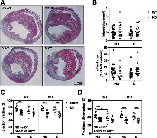 Figure 2. Experimental MI results in reduced cardiac function. Female Ldlr−/−;GpTg mice were fed a high-fat diet with 1.25% cholesterol for 12 weeks to initiate lesion formation, switched to chow, and lethally irradiated and transplanted with either WT or LysM-mediated KO bone marrow and allowed to recover for 5 weeks before injection with LCMV to induce diabetes (D) or saline (nondiabetic [ND]). Two weeks post–LCMV injection, mice were subjected to permanent ligation of the left anterior descending coronary artery (experimental MI) or a sham surgery and maintained for an additional 3.5 weeks. Mice were maintained on a low-fat semipurified diet from the onset of diabetes. One day prior to euthanasia, mice were subjected to echocardiography using a VisualSonic Vevo 2100. Left ventricular function was assessed in M-mode at the level where the papillary muscle could be observed during isoflurane sedation (mean heart rate 430 bpm). A: Example of cross-sections of the left ventricle stained with Movat pentachrome stain. B: The infarction area expressed as total mm2 or % of the left ventricle. C: Ejection fraction. D: Fractional shortening. N = 10–16. *P < 0.05, **P < 0.01, ***P < 0.001, two-way ANOVA (B) and three-way ANOVA (C and D [WT vs. KO, nondiabetic vs. diabetic, sham vs. MI as the parameters, or the interaction between these]) followed by Sidak multiple comparisons tests comparing groups that differ by one parameter (as indicated by lines with asterisks).