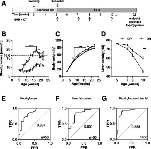 Figure 2. DP NZO female mice gain more body weight and exhibit higher liver fat content than DR mice. A: Study protocol. After weaning, NZO females were fed with a standard diet. At 5 weeks of age, NZO mice (n = 70) were placed on the HFD. Body weight and blood glucose were measured weekly. Liver density was evaluated by computed tomography (CT) at indicated time points. Higher Hounsfield units (HU) reflect lower hepatic fat content. Mice exhibiting blood glucose levels >16.6 mmol/L for 3 weeks in a row were classified as diabetic. B–D: Blood glucose, body weight development, and liver density were measured. E–G: Plotted are ROC curves illustrating the predictive capacity of blood glucose concentrations and liver density in week 10 separately or in combination with blood glucose concentration. Values for the AUC as well as number of animals are given within each graph. Number of animals in panels A–C are 45 for DP mice and 25 for DR mice. Data are mean ± SEM. Differences between the groups were calculated by two-way ANOVA with Bonferroni correction. **P < 0.01, ***P < 0.001. FPR, false-positive rate; NMR, nuclear magnetic resonance; TPR, true-positive rate.