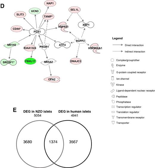 Figure 3. Transcriptome analysis mirrors the early dysfunction of pancreatic islets in DP mice and shows similarities with humans. A: Volcano plot showing the changes in the whole-genome gene expression profiles. Blue and pink dots indicate up- and downregulated mRNA transcripts, respectively, in DP vs. DR animals. The horizontal dashed line is the negative log10 of the P value threshold, and the vertical dashed lines refer to the log2 of the fold change thresholds between DR and DP (n = 5 DR vs. n = 4 DP; Welch t test unadjusted P < 0.05). B and C: KEGG pathway enrichment analysis of downregulated and upregulated transcripts in islets of DP animals. The white bars refer to the most relevant pathways known to be associated with T2D and islet dysfunction. The gray bars refer to the remaining pathways. The dashed line indicates the threshold used to indicate the most enriched pathways. D: Example of gene expression networks generated by IPA. The network related to carbohydrate metabolism includes 14 differentially expressed genes linked to the transcription factor PDX1. Downregulated genes in DP animals are green, and upregulated genes are red. E: Comparison of differentially expressed mouse islet genes with human data. Venn diagram depicts the strong overlap between mouse islet RNA-seq and the human data set (27). *P < 0.05 by Welch test, unadjusted. DEG, differentially expressed genes; ER, endoplasmic reticulum; TCA, tricarboxylic acid.