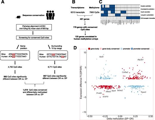 Figure 4. Overlap between methylome and transcriptome data sets in pancreatic islets of mice. A: Identification of evolutionary conservation of CpG sites in mice and humans. Schematic diagram summarizes various steps used to generate a fully automated tool, which enables the identification of evolutionary conserved CpG sites in mice and humans. B: The overlap of all differentially expressed transcripts (Welch test unadjusted P < 0.05) and differentially methylated CpG sites within and in the vicinity of genes (log-likelihood P < 0.05) in pancreatic islets of DR vs. DP mice. C: The five most enriched KEGG pathways of the identified 497 differentially methylated and expressed genes. The underlined genes exhibit conserved CpG sites (see Supplementary Tables 5 and 6). D: Scatterplot of differential expression vs. differential DNA methylation in DP vs. DR islets. Genes that are listed more than one time exhibit several differentially methylated CpG sites. E: IPA-based network analysis providing connections among 17 genes related to the transcription factor PDX1. FC, fold change; UCSC, University of California, Santa Cruz.
