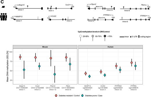 Figure 5. DNA methylation associated with T2D risk in human blood samples and visible in islet of participants with diabetes. A: Volcano plot of CpG site associations with incident T2D from conditional logistic regression. Models were adjusted for age, waist circumference, smoking, alcohol intake, leisure time, physical activity, batch effects, and cell composition. Cases and controls were matched for age (±6 months), sex, fasting time, time of day, and season at blood sampling. All CpG sites with unadjusted P ≤ 0.001 are annotated with the respective gene symbols. DNA methylation at CpG site expressed as β-value. Values were winsorized (95%) and z standardized before analysis. Detailed results in Supplementary Table 7. B: Ranking of all genes by risk information conveyed by annotated DNA methylation. Ranking is based on ROC-AUC of a model derived from LASSO logistic regression. ROC-AUC calculated using R package pROC (49), and 95% CIs are based on bootstrapping (2,000 iterations). Detailed results in Supplementary Table 8. Genes marked by red asterisks are differentially methylated and differentially expressed (27) in human islets of participants with T2D. The black asterisks refer to the 19 common genes detected in the semiexploratory and the statistical approach. C: Similar patterns of DNA methylation in islets of DP animals and human donors with diabetes. Selected examples show differences in methylation within the same regulatory elements (top). Examples of differentially methylated genes in islets of NZO mice and human donors (bottom). Mean methylation extracted from WGBS of mouse data and of 450K array data from human donors. Data are mean ± SD. Log-likelihood P < 0.05 in pancreatic islets of DR vs. DP (n = 5 per group) and Student t test unadjusted P < 0.05 in islets of donors with diabetes (n = 15) and control donors without diabetes (n = 34). False discovery rate data are included in Supplementary Table 11. TSS, transcription start site.