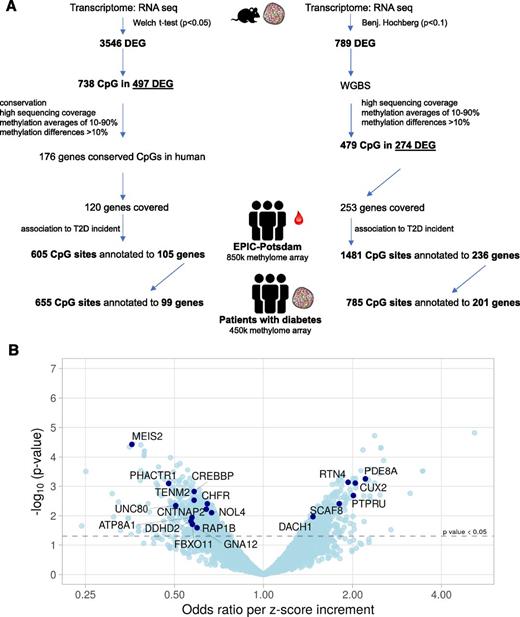 Figure 6. Alternative strategy to identify novel candidates affected by DNA methylation and associated with T2D. A: Diagram explaining the steps of this analysis. The overlap of all significantly differentially expressed gene (DEG) transcripts (Benjamini-Hochberg adjusted P < 0.1) and differentially methylated CpG sites within and in the vicinity of genes (log-likelihood P < 0.05) in pancreatic islets of DR vs. DP mice resulted in 274 DEGs and methylated genes. Human orthologs that are covered in the 850K methylation array were investigated in blood cells of participants of the prospective nested case-control study (270 matched pairs) for incident T2D (EPIC-Potsdam) and in islets of donors with diabetes (n = 15) and control donors without diabetes (n = 34) (24). B: Volcano plot of CpG site associations with incident T2D from conditional logistic regression. Models were adjusted for age, waist circumference, smoking, alcohol intake, leisure time, physical activity, batch effects, and cell composition. Cases and controls were matched for age (±6 months), sex, fasting time, time of day, and season at blood sampling. DNA methylation at CpG site expressed as β-value. Values were winsorized (95%) and z standardized before analysis. Detailed results in Supplementary Table 14.