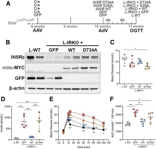 Figure 1. Hyperglycemia and IR due to liver insulin receptor deletion are rescued by WT but not mutant human INSR. A: Schematic representation of the generation of the insulin receptoropathy model. B: Western blot of liver lysates from mice on completion of OGTT and probed for insulin receptor β subunit (INSRβ), MYC, GFP, or β-actin. C and D: Blood glucose (C) and insulin (D) concentrations in mice after 5 h fasting. E: Results of OGTT (2 g/kg glucose) after 5 h fasting, L-IRKO + GFP (squares), L-IRKO + D734A (diamonds), L-IRKO + WT (upward triangles), L-WT (circles). F: OGTT AUC. L-WT mice = AAV-GFP/AdV-GFP (i.e., GFP control only), L-IRKO + GFP mice = AAV-iCre/AdV-GFP (i.e., liver Insr knockout only), L-IRKO + WT = AAV-iCre/AdV-HsINSR-WT-myc (i.e., L-IRKO with WT INSR add back), L-IRKO + D734A = AAV-iCre/AdV-HsINSR-D734A-myc (i.e., L-IRKO with D734A INSR add back). Data in C, D, and F are shown as mean ± SD, with statistical significance tested by one-way ANOVA with Tukey multiple comparison test. n = 5 per group, except L-IRKO + D734A (n = 4). Data in E are mean ± SEM, with statistical significance of difference from L-IRKO + GFP tested by two-way repeated measures ANOVA with Tukey multiple comparisons test. *P < 0.05, **P < 0.01, ***P < 0.001. Ab, antibody.