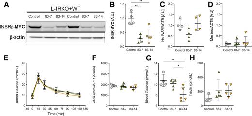 Figure 2. Antibody treatment downregulates WT human INSR expression in mouse liver with minimal effect on glucose homeostasis. L-IRKO + WT mice were dosed twice over 1 week with 10 mg/kg control (n = 4) or anti-INSR antibodies 83-7 (n = 5) or 83-14 (n = 5) as indicated. A: Western blot of liver lysates from L-IRKO + WT mice at the completion of OGTT, probing for MYC-tagged β subunit or β-actin as indicated. B–D: Quantification of Myc-tagged human INSR protein (B), human INSR mRNA (C), and endogenous Insr mRNA (D) in livers from the same experiment. mRNA was quantified by quantitative PCR. E: OGTT (2 g glucose/kg) after a 5-h fast in antibody-treated L-IRKO + WT mice. F: AUC for blood glucose during OGTT in antibody-treated L-IRKO + WT mice. G: Blood glucose concentrations in antibody-treated L-IRKO + WT mice after a 5-h fast. H: Insulin concentrations in antibody-treated L-IRKO + WT mice after a 5-h fast. All data (except E) are shown as mean ± SD, with statistical significance tested by one-way ANOVA with Tukey multiple comparison test. *P < 0.05, **P < 0.01. Data in E are mean ± SEM. Circles are control antibody. Upward triangles are 83-7 antibody. Downward triangles are 83-14 antibody. Lack of statistical significance was determined by two-way repeated measures ANOVA with Tukey multiple comparisons test.