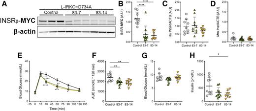 Figure 3. Antibody treatment improves glucose tolerance and hyperinsulinemia in INSR D734A add-back mice but downregulates INSR protein expression. L-IRKO + D734A mice were treated twice over 1 week with 10 mg/kg control (n = 9) or anti-INSR antibodies 83-7 (n = 10) or 83-14 (n = 8). A: Western blot of liver lysates from L-IRKO + D734A mice at completion of OGTT, probed for the proteins as indicated. B–D: Quantification of Myc-tagged human INSR protein (B), human INSR mRNA (C), and endogenous Insr mRNA (D) in livers from the same experiment. mRNA was quantified by quantitative PCR. E: OGTT (2 g glucose/kg) after a 5-h fast in antibody-treated L-IRKO + D734A mice. F: AUC for blood glucose during OGTT in antibody-treated L-IRKO + D734A mice. G: Blood glucose concentrations in antibody-treated L-IRKO + D734A mice after a 5-h fast. H: Insulin concentrations in antibody-treated L-IRKO + D734A mice after a 5-h fast. All data (except E) are shown as mean ± SD, with statistical significance tested by one-way ANOVA with Tukey multiple comparison test. Data in E are mean ± SEM. Circles are control antibody. Upward triangles are 83-7 antibody. Downward triangles are 83-14 antibody. Statistical significance was tested by two-way repeated measures ANOVA with Tukey multiple comparisons test. *P < 0.05, **P < 0.01, ***P < 0.001, ****P < 0.0001.
