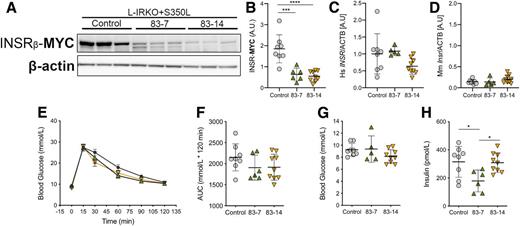 Figure 4. Antibody treatment reduces fasting hyperinsulinemia in INSR S350L add-back mice but downregulates INSR protein expression. L-IRKO + S350L mice were treated twice over 1 week with 10 mg/kg control (n = 8) or anti-INSR antibodies 83-7 (n = 6) or 83-14 (n = 9). A: Western blot of liver lysates from mice at completion of OGTT were probed for the proteins indicated. B–D: Quantification of Myc-tagged human INSR protein (B), human INSR mRNA (C), and endogenous Insr mRNA (D) in livers from the same experiment. mRNA was quantified by quantitative PCR. E: OGTT (2 g glucose/kg) after a 5-h fast in antibody-treated L-IRKO + S350L mice. F: AUC for blood glucose during OGTT in antibody-treated L-IRKO + S350L mice. G: Blood glucose concentrations in antibody-treated L-IRKO + S350L mice after a 5-h fast. H: Insulin concentrations in antibody-treated L-IRKO + S350Lmice after a 5-h fast. All data (except E) are shown as mean ± SD, with statistical significance tested by one-way ANOVA with Tukey multiple comparison test. Data in E are mean ± SEM. Circles are control antibody. Upward triangles are 83-7 antibody. Downward triangles are 83-14 antibody. Lack of statistical significance was determined by two-way repeated measures ANOVA with Tukey multiple comparisons test. *P < 0.05, ***P < 0.001, ****P < 0.0001.