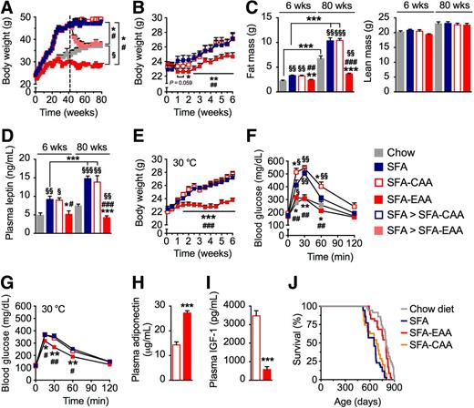 Figure 1. EAA, unlike CAA substitution for protein content of rodent diets, prevents and reverses obesity, with the improvement of glucose homeostasis and extension of average life span. A: Body weight of mice fed with the chow, SFA, SFA-EAA, and SFA-CAA diet at room temperature (n = 7–10 mice per group). After maximal body weight was reached (11 months, dashed line), mice fed with the SFA diet were switched to either the SFA-EAA diet (SFA to SFA-EAA) or the SFA-CAA diet (SFA to SFA-CAA) (n = 5 mice per group). B: Body weight of mice at room temperature (n = 9–10 mice per group). C: Body composition at the end of treatment: fat mass (left) and lean mass (right) (n = 6 mice per group). D: Plasma leptin levels at different times at room temperature (n = 5 mice per group). E: Body weight of mice at thermoneutrality (30°C) (n = 10 mice per group). Glucose tolerance test results in mice at room temperature (n = 5 mice per group) (F) or at thermoneutrality (G) (n = 7 mice per group). Mice were fed with different diets for 6 weeks. Plasma levels of adiponectin (H) and IGF-1 (I) in mice fed with the SFA-CAA or SFA-EAA diet for 6 weeks at room temperature (n = 5 mice per group). J: Kaplan-Meier survival curves for chow, SFA-, SFA-EAA–, and SFA-CAA–fed mice (n = 35 mice per group). All data (except J) are presented as mean ± SEM. *P < 0.05, **P < 0.01, and ***P < 0.001 vs. SFA diet; #P < 0.05, ##P < 0.01, and ###P < 0.001 vs. SFA-CAA diet; §P < 0.05, §§P < 0.01, and §§§P < 0.001 vs. chow diet.