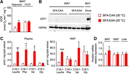 Figure 5. The SFA-EAA diet promotes uncoupled respiration in iWAT without browning stimulation. A: Uncoupled (i.e., with oligomycin) and maximal (i.e., with FCCP) OCRs in iWAT mitochondria; respiration was normalized to mitochondrial protein amount (n = 5 mice per group). B: Western blot analysis of UCP1 and HSP60 protein levels in adipose tissues (n = 4 mice per group). One experiment representative of three reproducible ones is shown. iBAT of mice fed with the chow diet at room temperature was used as the control. C: Thermogenic N-acyl amino acids in plasma (left) and iWAT (right) (n = 4–5 mice per group). D: Relative mRNA levels of the Pm20d1 gene in different tissues (n = 5 mice per group). A–D: Mice were fed with the SFA-CAA and SFA-EAA diet for 6 weeks at thermoneutrality. All data are presented as mean ± SEM. *P < 0.05, **P < 0.01, and ***P < 0.001 vs. SFA-CAA diet.