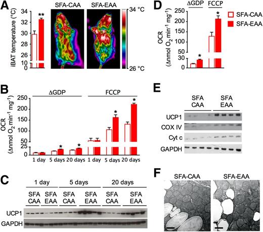Figure 6. SFA-EAA diet increases the thermogenic function of iBAT. A: iBAT temperature was measured with a thermographic FLIR camera in mice fed with the SFA-CAA and SFA-EAA diet for 6 weeks at room temperature (n = 5 mice per group). B: Uncoupled (i.e., ΔGDP, UCP1-dependent respiration calculated as the amount of ADP-independent respiration that was inhibited by GDP) and maximal (FCCP) OCRs in iBAT mitochondria; respiration was normalized to mitochondrial protein amount (n = 5 mice per group). C: Western blot analysis of UCP1 and GAPDH protein levels in iBAT. One experiment representative of three reproducible ones is shown (n = 3–5 mice per group). Mice in B and C were fed with the SFA-CAA and SFA-EAA diet for 1, 5, or 20 days at room temperature. D: Uncoupled (ΔGDP) and maximal (FCCP) OCR in iBAT mitochondria (n = 6 mice per group). E: Western blot analysis of UCP1, cytochrome c oxidase subunit IV (COX IV), cytochrome c (Cyt c), and GAPDH protein levels in iBAT. One experiment representative of three reproducible ones is shown (n = 4 mice per group). F: Electron microscopy analysis of iBAT. Scale bar, 0.5 μm (n = 2 mice per group). Mice in D–F were fed with the SFA-CAA and SFA-EAA diet for 6 weeks at room temperature. All data are presented as mean ± SEM. *P < 0.05 and **P < 0.01 vs. SFA-CAA diet.