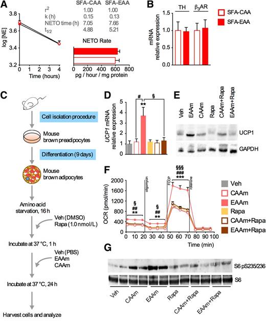 Figure 7. The SFA-EAA diet activates brown adipocytes. A: NE turnover (NETO) in iBAT of mice fed with the SFA-CAA and SFA-EAA diet for 6 weeks at room temperature. NETO was assessed by NE synthesis inhibition with α-methyl-p-tyrosine (n = 5 mice per group). B: Relative mRNA levels of noradrenergic innervation markers in iBAT of mice fed with the SFA-CAA and SFA-EAA diet for 6 weeks. C: Scheme of the in vitro experiment in primary brown adipocytes isolated from mice fed with the chow diet. After 16-h incubation in amino acid-free medium, brown adipocytes were pretreated with rapamycin (Rapa, 1.0 nmol/L) or vehicle (Veh; DMSO) for 1 h. Then, the cells were supplemented with Veh (PBS) or CAA mixture (CAAm) or EAA mixture (EAAm), specifically reproducing the iBAT aminograms resulting from consumption of either the SFA-CAA or SFA-EAA diets, respectively, as reported in Supplementary Table 4 (n = 3 experiments performed in triplicate). D: Ucp1 mRNA levels in differentiated brown adipocytes, treated as in C. Western blot analysis of UCP1 and GAPDH (E), and (Ser 235/236) phosphorylated (p) S6 and S6 (G) protein levels in differentiated brown adipocytes, treated as in C. One immunoblot experiment representative of three reproducible ones is shown. F: OCRs of differentiated brown adipocytes, treated as in C. OCR was measured with the Seahorse XF24 Extracellular Flux Analyzer (n = 3 readings in quadruplicate per group). All data are presented as mean ± SEM. **P < 0.01 and ***P < 0.001 vs. Veh; #P < 0.05, ##P < 0.01, and ###P < 0.001 vs. CAAm; §P < 0.05 and §§§P < 0.001 vs. EAAm + Rapa. TH, tyrosine hydroxylase; β3AR, β3-adrenergic receptor.