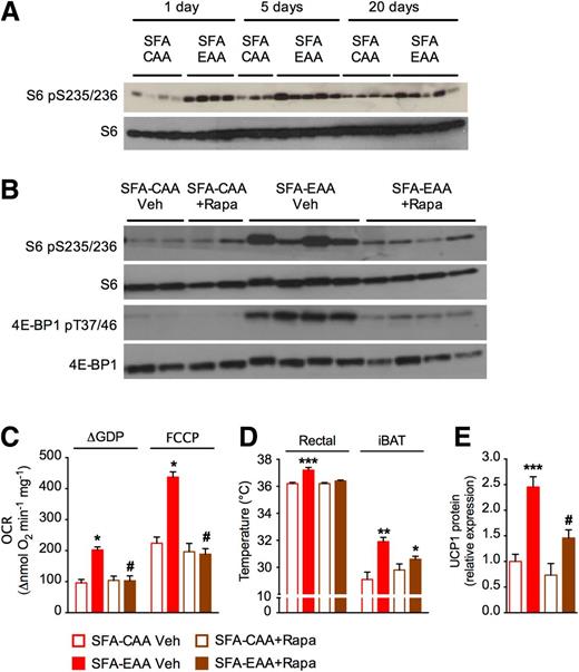 Figure 8. mTORC1 signaling contributes to iBAT thermogenesis induced by the SFA-EAA diet. A: Western blot analysis of (Ser 235/236) phosphorylated (p) S6 and S6 protein levels in iBAT of mice fed with the SFA-CAA and SFA-EAA diet for different time intervals at room temperature. One immunoblot experiment representative of three reproducible ones is shown (n = 3–5 mice per group). B: Western blot analysis of the mTORC1 pathway in iBAT of mice fed with the SFA-CAA and SFA-EAA diet, with vehicle (Veh) or rapamycin (Rapa) (n = 4 mice per group). C: UCP1-dependent (ΔGDP) and maximal (FCCP) OCRs in iBAT mitochondria. OCR was normalized to mitochondrial protein amount (n = 5 mice per group). D: Rectal and thermographic measurement of iBAT temperature (n = 5 mice per group). E: Western blot analysis of UCP1 protein levels in iBAT. Mice in B–E were fed with the SFA-CAA or SFA-EAA diet for 6 weeks at room temperature, with or without rapamycin (i.p. 2.5 mg/kg body wt) delivered in 200 μL, 5 days per week for 6 weeks, starting with diets (n = 5–6 mice per group). All data are presented as mean ± SEM. *P < 0.05, **P < 0.01, and ***P < 0.001 vs. SFA-CAA diet; #P < 0.05 vs. SFA-EAA diet. 4E-BP1, eukaryotic initiation factor 4E-binding protein 1.