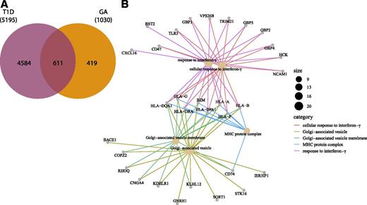 Figure 1. GA-associated genes are differentially expressed in T1D. A: DEG summation from three T1D data sets was overlapped with GA-associated genes, yielding 611 DEGs (FC >1.5, FDR <0.05, P < 0.05). B: cnetplot of the top 5 pathways (182 total pathways) and associated DEGs following use of a more stringent cutoff of DEGs (173 DEGs, FDR <0.01) with the associated functional enrichment and pathway analysis.