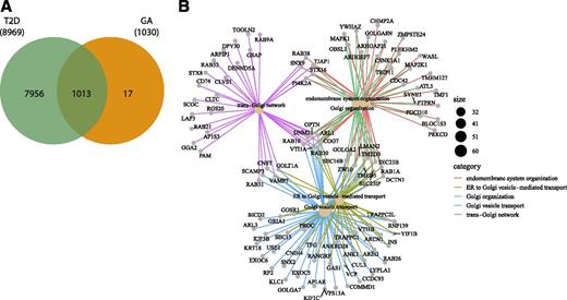 Figure 2. GA-associated genes are differentially expressed in T2D. A: DEG summation from three T2D data sets that overlapped with GA-associated genes, yielding 1,013 DEGs (FC >1.5, FDR <0.05, P < 0.05). B: cnetplot of the top 5 pathways (total of 390 pathways) and associated DEGs following use of a more stringent cutoff of DEGs (FDR <0.01) with the associated functional enrichment and pathway analysis.