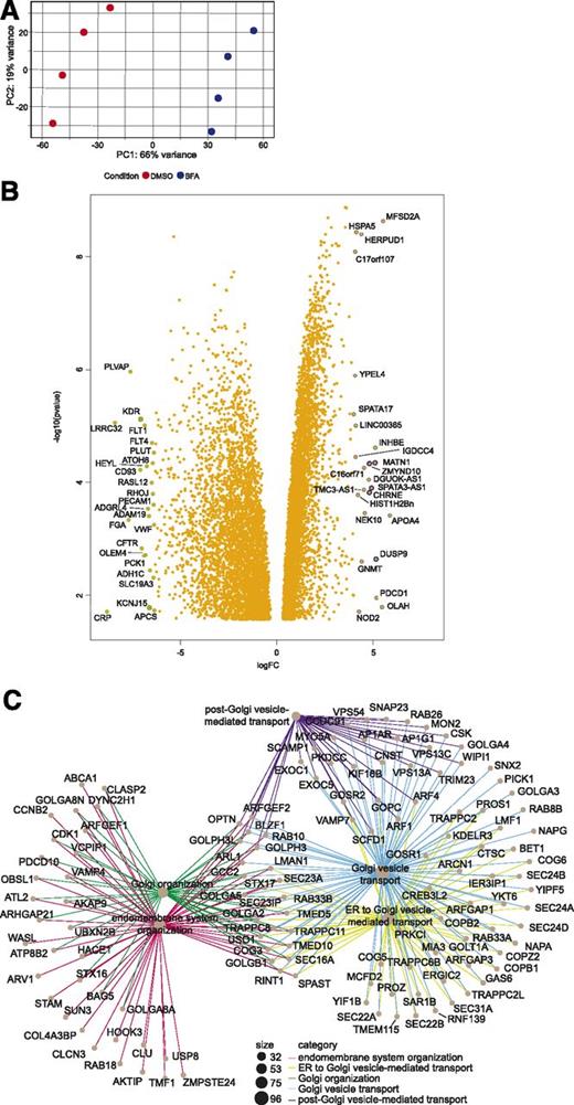 Figure 3. BFA induces GA-associated genes and pathways in human islets. Human cadaveric donor islets were obtained from the IIDP and treated with 0.1 μg/mL BFA for 24 h (n = 4). A: Principal component analysis of BFA-treated and DMSO-treated (control) islets. B: Differential expression analysis yielded 8,667 DEGs (4,289 upregulated and 4,378 downregulated; FC >1.5, FDR <0.05, P < 0.05). The top 50 up- and downregulated DEGs are expressed as a volcano plot. C: Functional enrichment revealed 110 pathways significantly different between control and BFA treatment, and the top 5 pathways and associated DEGs are presented as a cnetplot.
