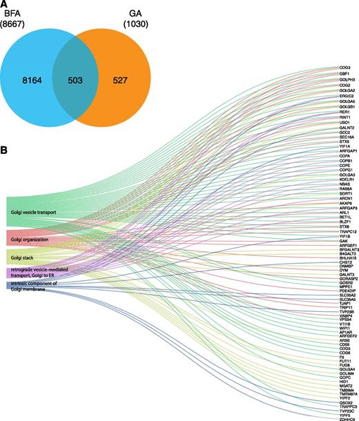 Figure 4. GA-associated pathways in BFA-treated human islets. A: DEGs from our BFA-treated data set were overlapped with known GA-associated genes, yielding 503 DEGs (FC >1.5, FDR <0.05, P < 0.05). B: Alluvial plot showing the top 5 pathways (total 110 pathways) and associated DEGs using a more stringent cutoff of FDR <0.01 (yielding 364 DEGs) followed by functional enrichment and pathway analysis.