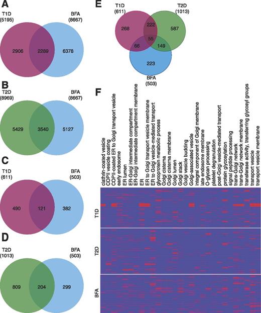 Figure 5. Overlap of DEGs between T1D and T2D data sets and BFA-treated human islets. A and B: Total summation DEGs from T1D (A) and T2D (B) data sets were overlapped with DEGs from our BFA-treated data set. C and D: GA-associated DEGs from T1D (C) and T2D (D) data sets were overlapped with GA-associated DEGs from the BFA data set. E: Overlap of GA-associated DEGs from the T1D, T2D, and BFA data sets. F: Heat map visualizing the overlap of 29 GO terms common to the T1D, T2D, and BFA groups following DEG functional enrichment.