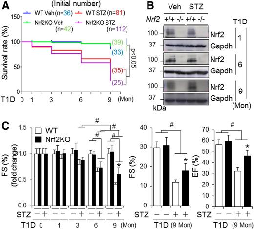 Figure 1. The impact of global KO of Nrf2 on survival rate and cardiac function in mice with STZ-induced diabetes. T1D in littermates of adult male WT and Nrf2KO mice on a C57BL/6J genetic background was induced by i.p. injection of STZ for 9 months (Mon) as described in research design and methods. A: Kaplan-Meier analysis of survival rate. Veh, vehicle treated. B: Representative immunoblots of myocardial Nrf2. WT, Nrf2+/+; Nrf2KO, Nrf2−/−. C: Cardiac function. Left panel shows a time course study of FS (%) in fold changes. Right panel shows arbitrary FS (%) and ejection fraction (EF) (%) at 9 months. #P < 0.05 between indicated groups; *P < 0.05 vs. WT STZ groups at 9 months. Animal numbers for each group (A–C) are indicated in Supplementary Fig. 1A.