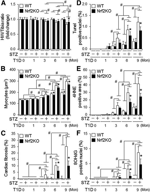 Figure 2. The impact of global KO of Nrf2 on cardiac remodeling, apoptosis, and oxidative stress in mice with STZ-induced diabetes. T1D in littermates of adult male WT and Nrf2KO mice on a C57BL/6J genetic background was induced by i.p. injection of STZ for 9 months (Mon) as described in research design and methods. A: Heart weight (HW)–to–tibia length ratio in fold changes. The values of vehicle-treated groups are set as onefold. #P < 0.05 between indicated groups; *P < 0.05 vs. WT STZ group at 9 months. Animal numbers for each group are indicated in Supplementary Fig. 1A. B: Cardiomyocyte sizes. C: Cardiac fibrosis (%). D: Cardiac apoptosis. E and F: Cardiac oxidative stress assessed by quantifying the percentage of 4HNE-positive areas and 8OHdG-positive stained nuclei, respectively. LV tissue sections of the WT and Nrf2KO mice were used for the assessments from B to F. B–F: Animal numbers for each group are 3–5. B–F: #P < 0.05 between indicated groups. *P < 0.05 vs. WT STZ groups at the same end points.