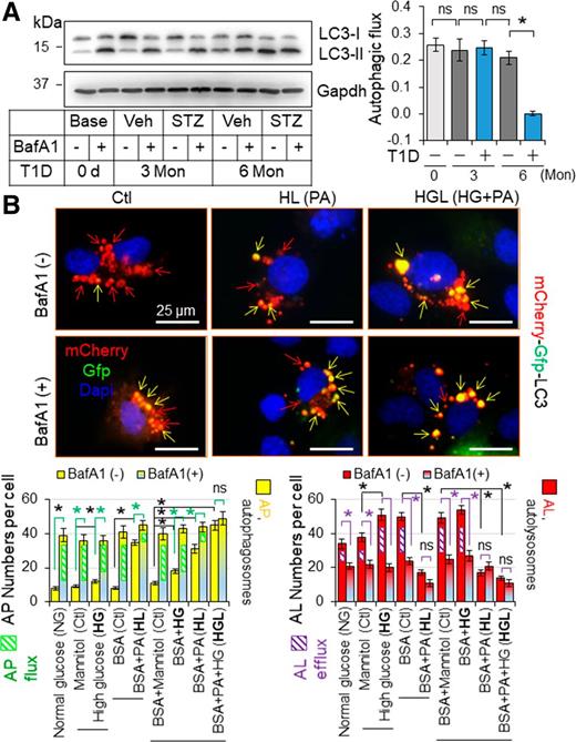 Figure 3. The impact of T1D on myocardial autophagy in mice. A: The impact of T1D on cardiac autophagic flux in mice. T1D in adult male mice on a FVB/N genetic background was induced by i.p. injection of STZ for 6 months (Mon), and myocardial autophagic flux was assessed at indicated time points as described in research design and methods. A: Myocardial autophagy flux. The left panel shows the representative immunoblots, and the right panel shows the quantified results (n = 4). LVs of these mice were used for the assessment. B: The impact of diabetes settings on autophagy in H9C2 cardiomyocyte-like cells. H9C2 cells transfected with mCherry-Gfp-Lc3 reporter plasmids were treated with or without BafA1 (10 nmol/L) for 24 h under the culture conditions as described in research design and methods. AL, autolysosomes; AP, autophagosomes; HG, high glucose; HL, high lipid PA loading; ns, nonsignificant. *P < 0.05 between indicated groups.