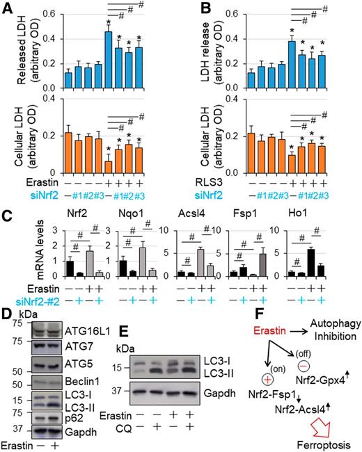 Figure 7. Nrf2-mediated ferroptosis in H9C2 cardiomyocyte-like cells. A and B: The effect of Nrf2 knockdown on ferroptosis in H9C2 cardiomyocyte-like cells. H9C2 cells transfected with siCtl and siNrf2 RNAs as described in Fig. 6C were treated with or without erastin (5 µmol/L) and RSL3 (5 µmol/L) as indicated in serum-free DMEM for 24 h and then subjected to cytotoxicity assay as described in research design and methods. n = 4. *P < 0.05 vs. vehicle-treated groups; #P < 0.05 between indicated groups. C: The effect of Nrf2 knockdown on mRNA expression of Nrf2, Nqo1, Fsp1, and Acsl4 in a setting of GPX4 inactivation in H9C2 cardiomyocyte-like cells. H9C2 cells transfected with siCtl and siNrf2 RNAs as described in Fig. 6D were treated with or without erastin (5 µmol/L) as indicated in serum-free DMEM for 24 h and then subjected to qPCR analysis of mRNA expression as described in research design and methods. n = 4. #P < 0.05 between indicated groups. D: The effect of erastin on protein expression of autophagic genes in H9C2 cardiomyocyte-like cells. Subconfluent H9C2 cells were treated with or without erastin (5 µmol/L) in serum-free DMEM for 24 h and then subjected to Western blot analysis as described in research design and methods. The results are representatives of four separated experiments. E: The effect of erastin on autophagic flux in H9C2 cardiomyocyte-like cells. Subconfluent H9C2 cells were treated with or without erastin (5 µmol/L) in serum-free DMEM for 24 h, and chloroquine (200 µmol/L) was added during the last 2 h of culture. Autophagic flux was assessed by Western blot analysis as described in research design and methods. The results are representatives of four separated experiments. F: A working hypothesis. In a setting of GPX4 inaction and autophagy inhibition, such as erastin treatment, Nrf2 drives the expression of ferroptosis executor Acsl4 while suppressing the expression of ferroptosis inhibitor Fsp1, thereby promoting ferroptosis in cardiomyocytes.