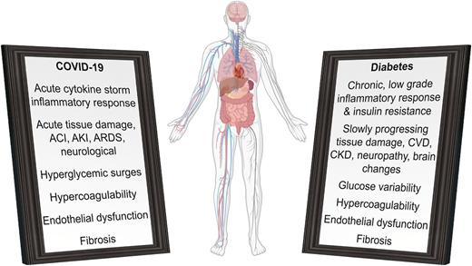 Figure 2. Illustration of parallels in acute COVID-19 pathology versus chronic diabetes pathology. COVID-19 infection induces acute inflammatory cytokine storm, hyperglycemic surges, and acute organ damage. Diabetes is characterized by chronic, low-grade inflammation, glucose variability, and slowly progressing tissue damage in microvascular (CKD, neuropathy, brain) and macrovascular (CVD) complications. Additional shared detrimental mechanisms include hypercoagulation, endothelial dysfunction, and fibrosis. Drawn in part with BioRender.