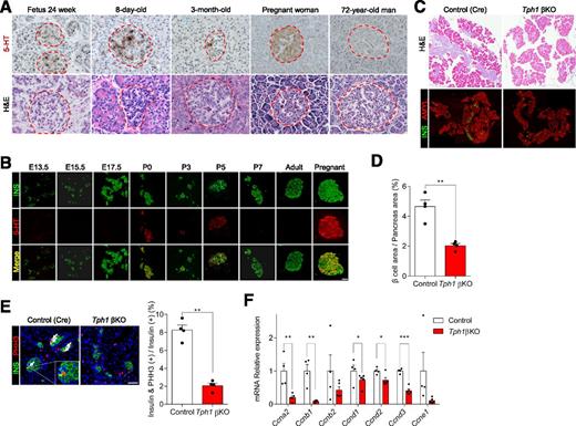 Figure 1. 5-HT regulates β-cell proliferation during the perinatal period. A: Immunohistochemical staining (5-HT in brown) and H&E staining in perinatal human pancreata. Fetal (gestational age 24 weeks), postnatal 8-day-old, and 3-month-old pancreata were stained. Pancreas samples from a 35-year-old pregnant woman (gestational age 37 weeks) and a 72-year-old man were used as a positive and negative control, respectively. B: Immunofluorescent (IF) staining of perinatal pancreas from C57BL6/J mice labeled insulin (green) and 5-HT (red). C–F: Pancreata of control (Cre) and Tph1 βKO mice were assessed at P0. C: Representative IF staining labeled insulin (green) and amylase (AMYL) (red) at P0. Images of a whole-slide section were obtained using a slide scanner. D: β-Cell mass was quantified as the percentage of insulin-positive area over whole pancreas area at P0 (n = 4 mice/group). E: IF staining labeled insulin (green) and phospho-Histone H3 (PHH3) (red). Arrows indicate insulin and PHH3 copositive cells. β-Cell proliferation was quantified by counting the percentage of insulin-positive cells labeled with PHH3 at P0 (n = 4 mice/group). F: mRNA levels of cyclin families were measured by qRT-PCR in RNAs extracted from pancreata at P0 (n = 4–5 mice/group). Scale bars = 50 μm. Data are mean ± SEM. *P < 0.05, **P < 0.01, ***P < 0.001. INS, insulin.