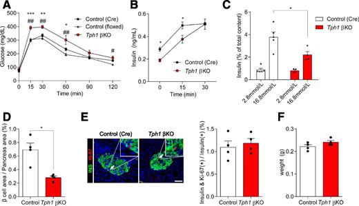 Figure 2. 5-HT regulates adult β-cell mass and is necessary to maintain glucose homeostasis. Metabolic phenotypes were evaluated in 9-week-old male control and Tph1 βKO mice. A and B: Blood glucose and plasma insulin levels were measured after intraperitoneal glucose injection (2 g/kg) after a 16-h fast. Both Cre-only and floxed-only mice were used as controls for the glucose tolerance test. Because glucose levels were comparable between the two groups, Cre-only mice were used as the control in further experiments (n = 4–8 mice/group). C: Secreted insulin was measured with ELISA after a 15-min incubation of islets isolated from 9-week-old control (Cre) and Tph1 βKO mice in 2.8 or 16.8 mmol/L glucose. Insulin secretion was normalized to the total insulin content extracted from the islets (n = 5/group). D: β-Cell mass was quantified as the percentage of insulin-positive area over whole-pancreas area of 9-week-old mice (n = 4 mice/group). E: Immunofluorescent staining labeled insulin (green) and Ki-67 (red), with arrows indicating insulin and Ki-67 copositive cells. β-Cell proliferation was quantified by counting the percentage of insulin-positive cells labeled with Ki-67 in 9-week-old mice (n = 4 mice/group). F: Pancreas weight was measured after harvest in 9-week-old mice (n = 4 mice/group). Scale bar = 50 μm. Data are mean ± SEM. *P < 0.05, **P < 0.01, ***P < 0.001, control (Cre) vs. KO; ##P < 0.01, control (floxed) vs. KO. INS, insulin.