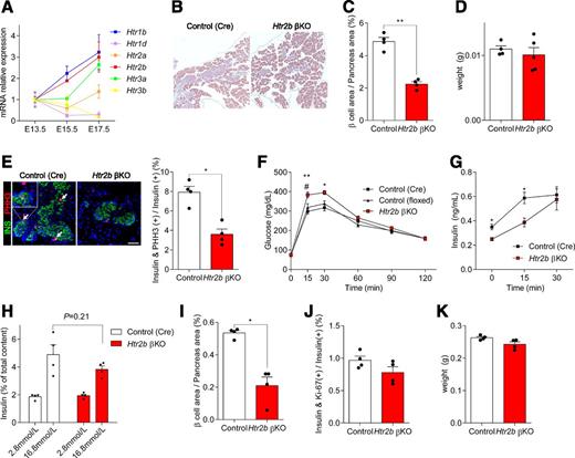 Figure 3. HTR2B is the downstream target of 5-HT in perinatal β-cells. A: mRNA expression levels of indicated HTRs were assessed by qRT-PCR in RNAs extracted from pancreata during embryonic development (n = 4 mice/group). B–E: Pancreata of control (Cre) and Htr2b βKO at P0 were evaluated. B: H&E staining was performed in control (Cre) and Htr2b βKO pancreas at P0. C: β-Cell mass was quantified as the percentage of insulin-positive area over whole-pancreas area at P0 (n = 4 mice/group). D: Pancreas weight was measured after harvest at P0 (n = 4–5 mice/group). E: Immunofluorescent staining labeled insulin (green) and phospho-Histone H3 (PHH3) (red), with arrows indicating insulin and PHH3 copositive cells. β-Cell proliferation was quantified by counting the percentage of insulin-positive cells labeled with PHH3 at P0 (n = 4 mice/group). F–J: Metabolic phenotypes were evaluated in 9-week-old male control and Htr2b βKO mice. F and G: Blood glucose and plasma insulin levels were measured after intraperitoneal glucose injection (2 g/kg) after a 16-h fast. Both Cre-only and floxed-only mice were used as controls for glucose tolerance tests. Because glucose levels were comparable between the two, Cre-only mice were used as the control in further experiments (n = 4 mice/group). H: Secreted insulin was measured with ELISA after a 15-min incubation of islets isolated from 9-week-old control (Cre) and Htr2b βKO mice in 2.8 or 16.8 mmol/L glucose. Insulin secretion was normalized to the total insulin content extracted from the islets (n = 3/group). I: β-Cell mass was quantified as the percentage of insulin-positive area over whole-pancreas area of 9-week-old mice (n = 4 mice/group). J: β-Cell proliferation was quantified by counting the percentage of insulin-positive cells labeled with Ki-67 in 9-week-old mice (n = 4 mice/group). K: Pancreas weight was measured after harvest in 9-week-old mice (n = 4 mice/group). Scale bar = 50 μm. Data are mean ± SEM. *P < 0.05, **P < 0.01 control (Cre) vs. KO; #P < 0.05, control (floxed) vs. KO. INS, insulin.