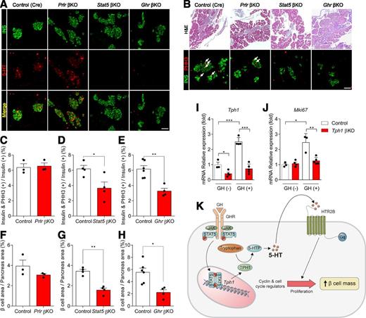 Figure 5. GH regulates 5-HT production in β-cells during the perinatal period. Pancreas of control (Cre), Prlr βKO, Stat5 βKO, and Ghr βKO mice at P0 were examined. A: 5-HT production in β-cells at P0 were assessed by immunofluorescent (IF) staining, which labeled 5-HT (red) and insulin (green). B: Representative H&E staining and IF staining, labeled insulin (green) and phospho-Histone H3 (PHH3) (red) at P0. Arrows indicate insulin and PHH3 copositive cells. C–E: β-Cell proliferation of Prlr βKO, Stat5 βKO, and Ghr βKO mice at P0 was quantified by counting the percentage of insulin-positive cells labeled with PHH3 (n = 4–6 mice/group). F–H: β-Cell mass was quantified as the percentage of insulin-positive area over whole-pancreas area in Prlr βKO, Stat5 βKO, and Ghr βKO mice at P0 (n = 4–6 mice/group). I and J: Induction of Tph1 or Mki67 in islets isolated from 3-week-old control (Cre) and Tph1 βKO mice was measured by qRT-PCR. Islets were incubated with recombinant mouse GH (1,000 ng/mL) for 24 h (n = 3–5/group). K: Schematic describing the GHR-STAT5-TPH1-HTR2B axis for β-cell proliferation during the perinatal period. Scale bars = 50 μm. Data are mean ± SEM. *P < 0.05, **P < 0.01, ***P < 0.001. INS, insulin.