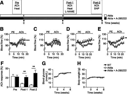 Figure 1. In vivo treatment with the NFAT blocker A-285222 restores endothelial function in diabetic mice. A: Study protocol. Akita mice were randomized based on body weight to receive daily i.p. injections of A-285222 (0.29 mg/kg) or vehicle (saline) for 4 weeks (hatched bar), and skin microvascular responses were assessed blinded before (Pre), directly after (Post-1), or 4 weeks after the end of treatment (Post-2). B: Blood flow changes in response to iontophoresis of 1% PE for 5 min (current of 100 µA) followed by iontophoresis of 2% ACh for 10 min (current of 100 µA) in Akita vs. WT mice. ***P < 0.001. Microvascular responses to PE and ACh iontophoresis in mice treated as in A, before treatment (C), directly after treatment (D), and 4 weeks after treatment (E). *P < 0.05; **P < 0.01. Data in B–E are presented as percentage of baseline blood flow, as determined prior to initiation of iontophoresis. F: Maximum responses to ACh at each time point, calculated as the difference between maximum vasodilation to ACh and maximum vasoconstriction to PE. **P < 0.01, Akita A-285222 vs. vehicle. Blood glucose (G) and body weight (H) during the study protocol. N = 8–22 mice/group.