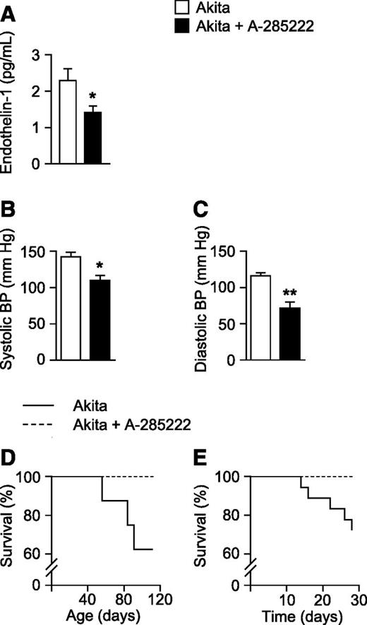 Figure 7. In vivo treatment with A-285222 improves blood pressure and survival in Akita mice. A: Plasma endothelin-1 levels 4 weeks after (Post-2) treatment with A-285222 (0.29 mg/kg/day) or vehicle as outlined in Fig. 1A. N = 13–15 mice/group. Systolic (B) and diastolic (C) blood pressure (BP) measured noninvasively 4 weeks after A-285222 treatment, as described in A. N = 4–7 mice/group. *P < 0.05; **P < 0.01. D: Kaplan-Meier curve showing survival of Akita mice treated with A-285222 or vehicle as described in Fig. 1A (P = 0.0817). N = 7–8 mice/group. E: Kaplan-Meier curve showing survival data from an independent study conducted for another project (C57BL/6J background; mixed sexes), treated as outlined in Fig. 1A (P = 0.0299). Mean age at the start of the experiments was 14 weeks. N = 15–18 mice/group.