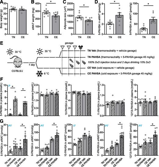 Figure 1. PAHSA levels were increased in cold. A: Body weight of male C57BL/6J mice maintained at TN (30°C) and then either kept at TN or exposed to cold (6°C) for 7 days. B: Weight of eWAT. C: Size of adipocytes in eWAT. D: Concentration of 5- and 9-PAHSA in eWAT. Data are means ± SEM (n = 8–9). *P < 0.05 by Student t test. E: Experiment combining TN, CE, gavage of 5-PAHSA, and deuterium metabolic labeling. F: Levels of PAHSA regioisomers in plasma. G: Levels of PAHSA regioisomers in eWAT. Two-way ANOVA with multiple comparison test (Sidak) was used. Letters within the graphs denote a statistically significant effect of 5-PAHSA (P), temperature (T), or interaction of factors (I). Data are means ± SEM (n = 8–9). *Planned multiple comparison of the effect of 5-PAHSA at the given temperature statistically different at P < 0.05. D2O, heavy water; Veh, vehicle.