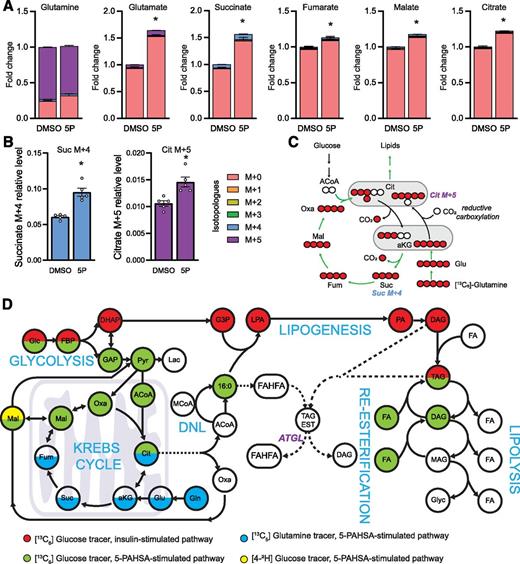 Figure 6. 5-PAHSA promotes glutamine (Gln) utilization for DNL. A: Glucose (Glc) uptake II was measured in serum-starved 3T3-L1 adipocytes preincubated with or without 5-PAHSA (40 μmol/L), and metabolism was quenched at 10 min. 13C5-Gln (4 mmol/L) was used as a tracer. Levels of traced metabolites and their isotopologue profiles are colored according to the key. Bars indicate means ± SEM of the total metabolite levels. B: Glc uptake II: 13C-labeled intermediates of Krebs cycle, succinate (Suc), and citrate (Cit), illustrating the fate of Gln carbons. Data are means ± SEM (n = 5). *P < 0.05 by Student t test. C: Atom transition map depicting a model of carbon labeling within the first turn of the Krebs cycle. 13C5-Gln carbons enter the Krebs cycle as α-ketoglutarate (aKG), produce 13C4-Suc (Suc M+4 [as in B]), and label lipids (green path). Alternatively, Cit M+5 (as in B) is formed through a reductive carboxylation process. D: Metabolic scheme summarizing metabolite labeling data and the effects of 5-PAHSA. Dotted lines represent a sequence of reactions. ACoA, acetyl-CoA; LPA, lysophosphatidic acid; MCoA, malonyl-CoA; Oxa, oxaloacetate. See Supplementary Table 2 for abbreviations of the other metabolites.