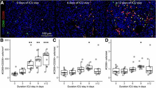 Figure 3. A: Double immunostaining for M2 macrophages in representative sections of human donor pancreas with 0, 6, and ≥12 days of stay in the ICU: CD68+ (green), CD206+ (red), and DAPI (nuclei; blue). Quantification of the number of CD68+CD206+ M2 macrophages in pancreatic tissue (B) and in islets (C). D: Quantification of the number of CD68+ cells in islets in human donor pancreas with increasing duration of stay in the ICU. Results are expressed as boxplots enriched with individual data points. The significance of the differences between observations at time point 0 and each of the other time points was obtained with a pairwise permutation test with Hommel correction for multiple testing at the *P < 0.05, **P < 0.01, and ***P < 0.001 level.