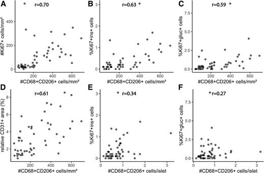 Figure 8. Scatterplots and correlation between the number of CD68+CD206+ cells/mm2 and the number of Ki67+ cells/mm2 (A), %Ki67+insulin-positive (ins+) cells/total ins+ cells (B), %Ki67+glucagon-positive (gluc+) cells/total gluc+ cells (C), and relative CD31+ area (%) (D). Scatterplots and correlation between the number of CD68+CD206+ cells/islet and the %Ki67+ins+ cells (E) and %Ki67+gluc+ cells (F). Corresponding r values from the Spearman rank correlation test are shown.