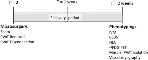 Figure 1. Study protocol. Microsurgical manipulation of muscle PVAT was performed at day 0, followed by a 2-week recovery period before in vivo and ex vivo phenotyping of muscles with and without PVAT. HEC, hyperinsulinemic-euglycemic clamp; IVM, intravital microscopy.