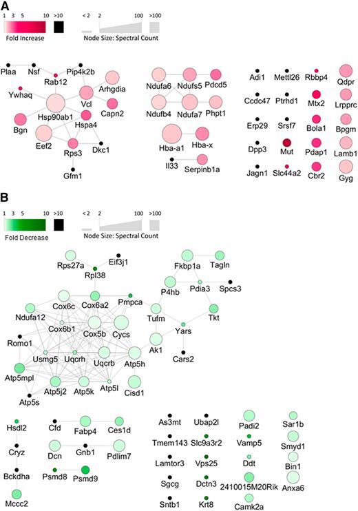 Figure 6. Protein network visualization of PVAT-regulated proteins in muscles with and without PVAT. A: Proteins with significantly increased abundance after removal of local PVAT from muscle compared with sham-operated muscle. Node colors indicate fold increase in muscle without PVAT, and node sizes are scaled to protein abundance as deduced from the mean spectral count in the PVAT-removed group. B: Proteins significantly decreased in muscle after PVAT removal, with node sizes scaled to protein abundance in the sham group. Protein-protein associations were obtained from the STRING database.