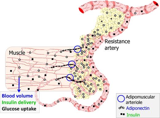 Figure 7. Summary of key findings. Local PVAT regulates muscle perfusion and glucose uptake in vivo through vessel-to-vessel signaling. PVAT communicates locally with arteries through paracrine signaling (dashed arrows) and with the distal microcirculation through adipomuscular arterioles.