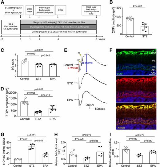 Figure 2. EPA-E oral administration protected retinal function of diabetic rats. A: Schedule of the in vivo study in STZ-induced diabetic rats with EPA-E oral administration. B: The OPs of ERG in the STZ group were significantly lower than those in the control group 4 weeks after STZ induction. C: The b/a-wave ratio of ERG in the STZ group was significantly lower than that in the control group 8 weeks after STZ induction, but there was no significant difference between the STZ and the EPA group. D: The OPs of ERG in the STZ group were significantly lower than those in the control and EPA groups 8 weeks after STZ induction, and EPA-E treatment for the same period statistically improved the OPs of diabetic rats. E: Representative ERG waves in the three groups. F: Colocalization of BDNF and GS, a marker for Müller cells, immunoreactivity in the control rat retina. GS-positive cells were vertically located from the ganglion cell layer to IPL and colocalized with BDNF-positive cells. G: 8-OHdG showed a significant increase in the STZ group compared with that in the control group, but it significantly decreased in the EPA group. H and I: The Bdnf mRNA level and the relative BDNF protein level in the retina of the STZ group was significantly lower than that of the control group, but that of the EPA group was significantly higher than that of the STZ group. Data are mean ± SD. Control, rats with no STZ and no EPA-E treatment; EPA, rats with STZ and EPA-E treatment; GS, glutamine synthetase; INL, inner nuclear layer; IPL, inner plexiform layer; ONL, outer nuclear layer; OPL, outer plexiform layer; RGC, retinal ganglion cell; STZ, rats with STZ but no EPA-E treatment. Scale bars in F = 50 μm. msec, milliseconds.